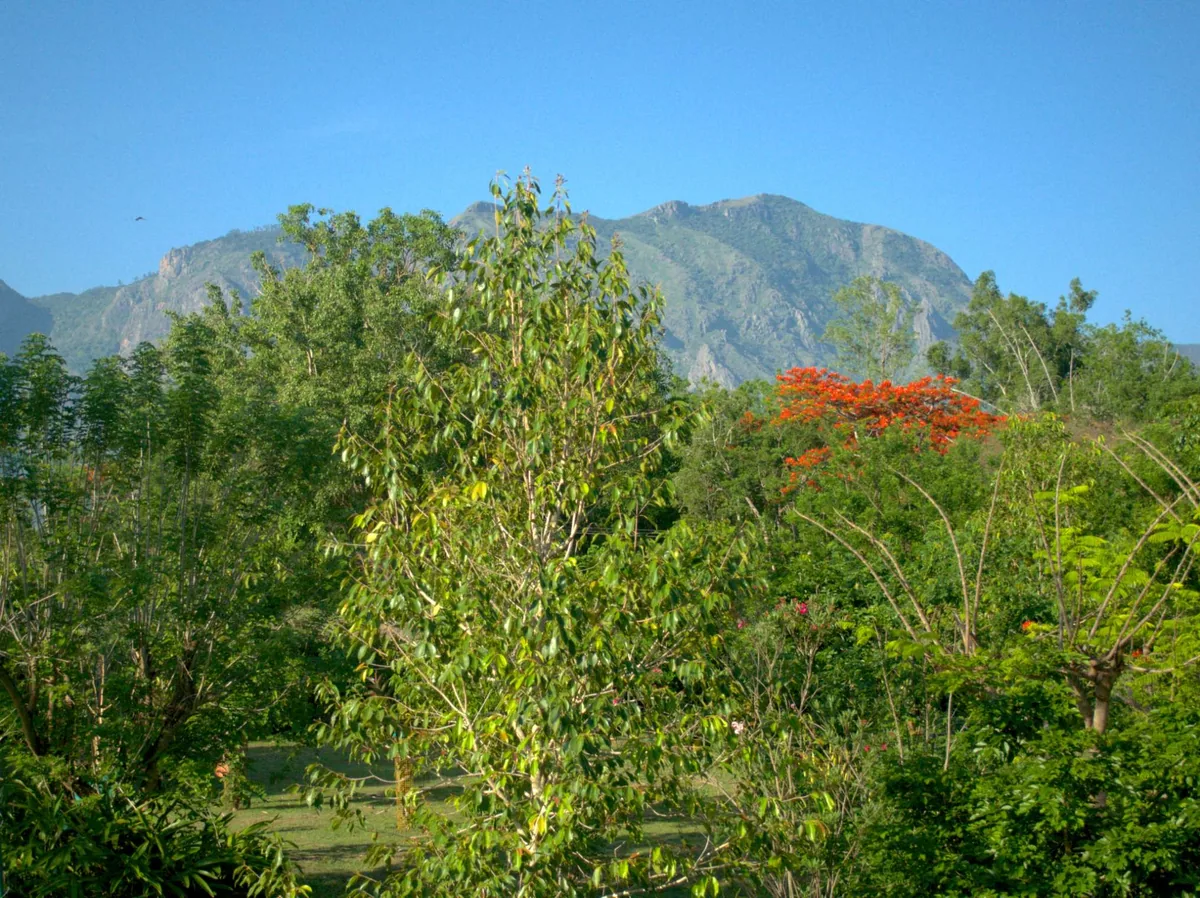 The Nilgiri range seen across the trees from Aranyasun