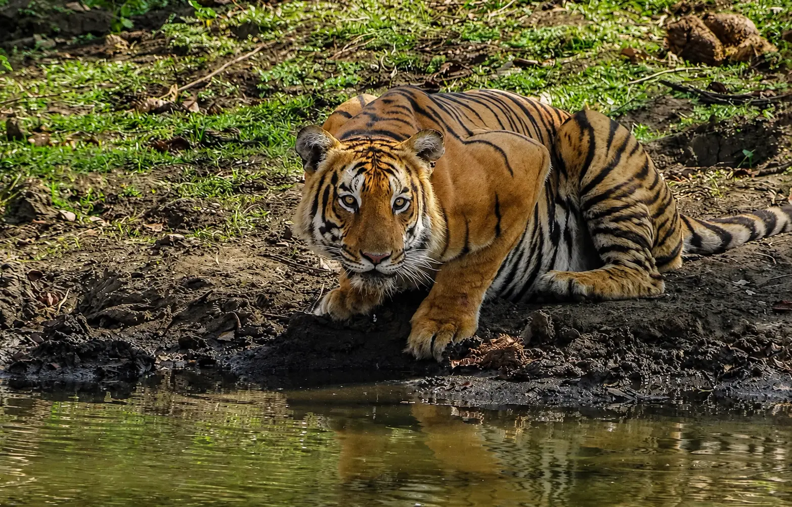 A tiger beside water in the Mudumalai landscape near Masinagudi
