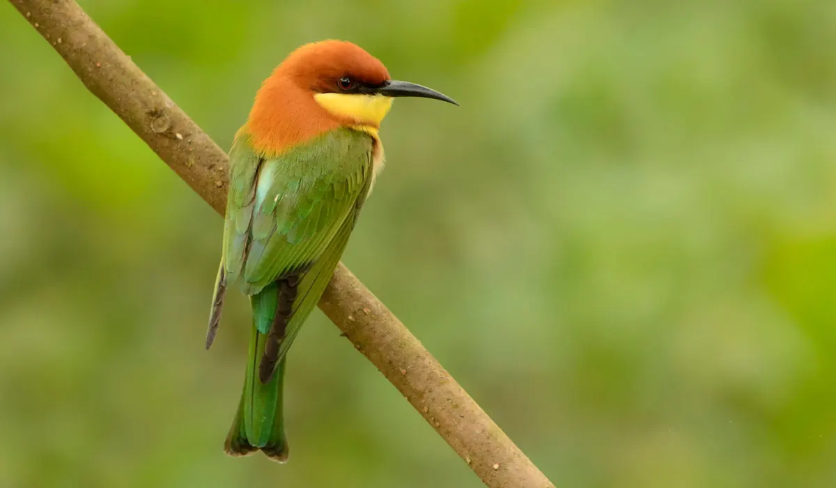 Green bird with a chestnut-coloured head perched on a diagonal branch