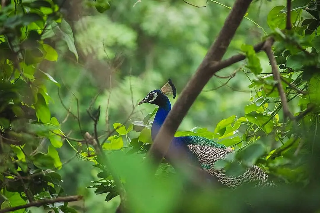 Bird with a blue neck and a fan-shaped crest, partly hidden among leaves and branches