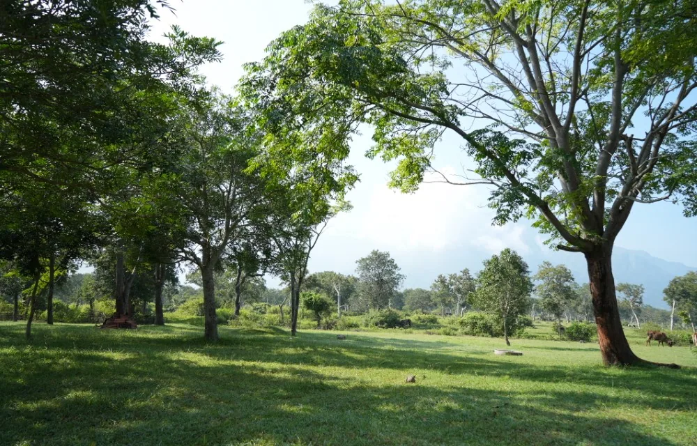 Grassland and trees below the hills at Masinagudi