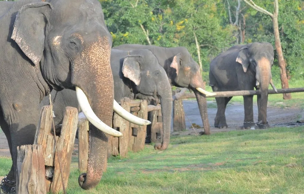 Elephants at the Theppakadu camp near Masinagudi