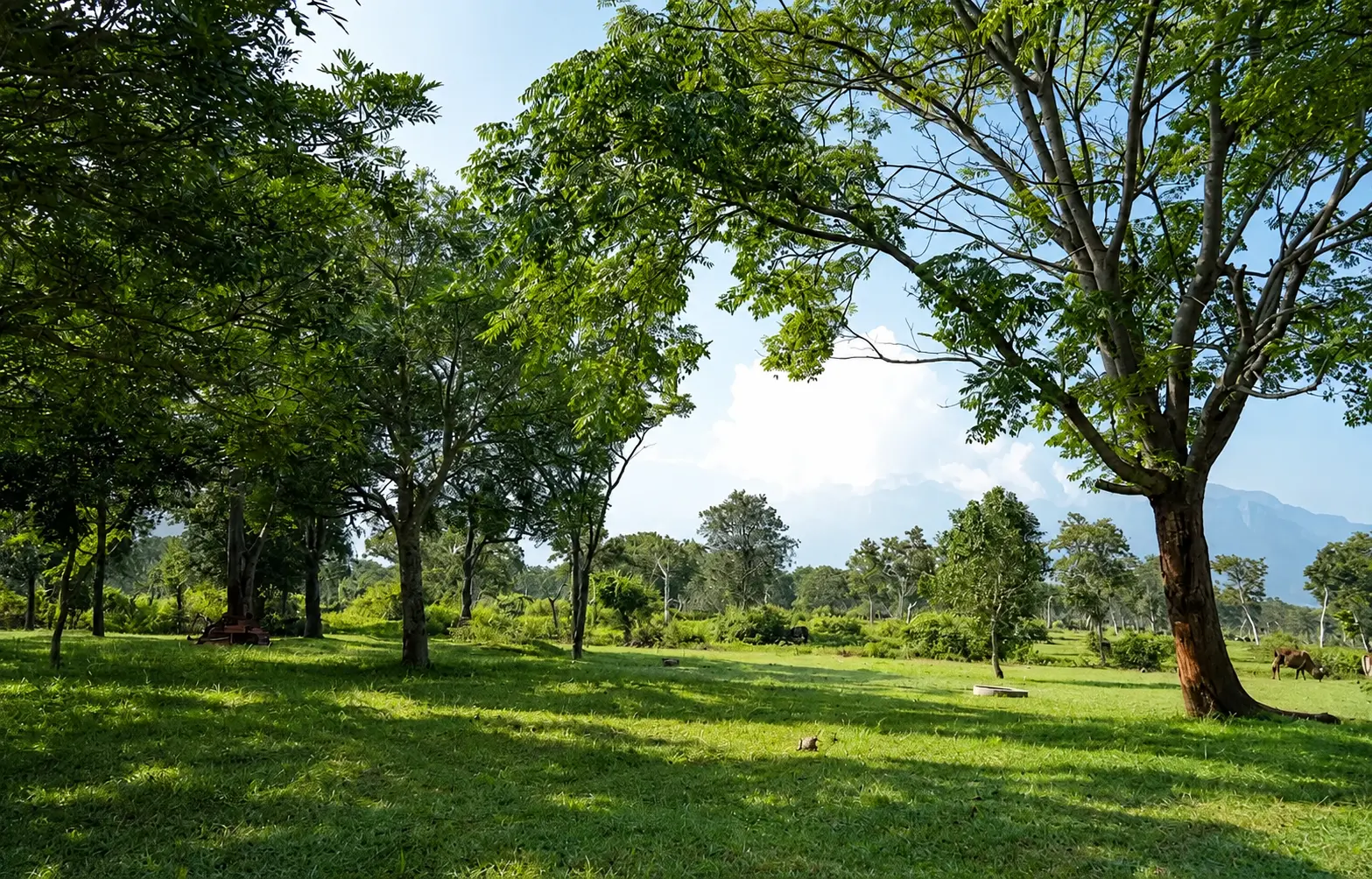 Grassland and mature trees below the hills around Masinagudi