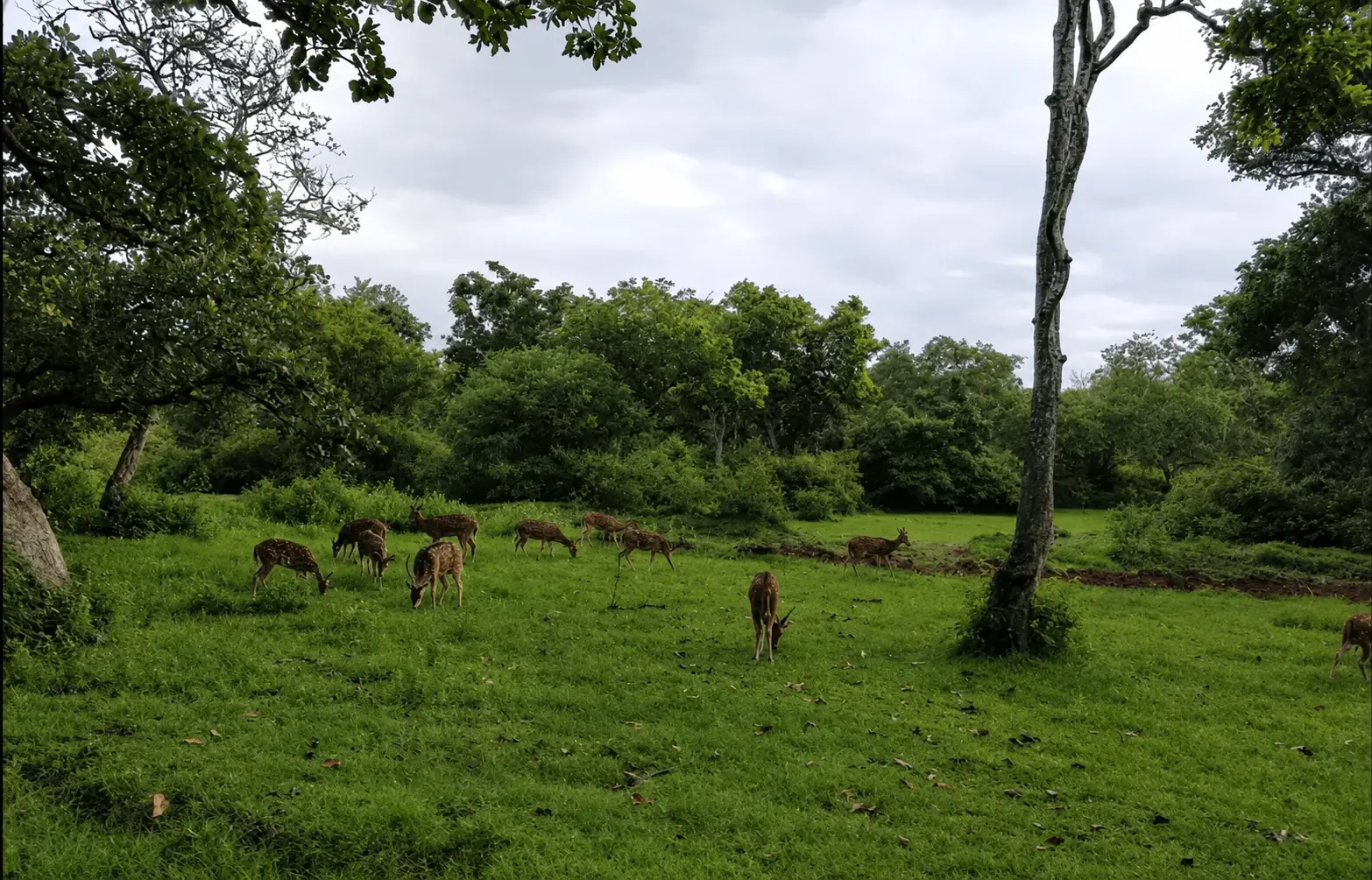 Forest and open ground in the Bandipur Tiger Reserve