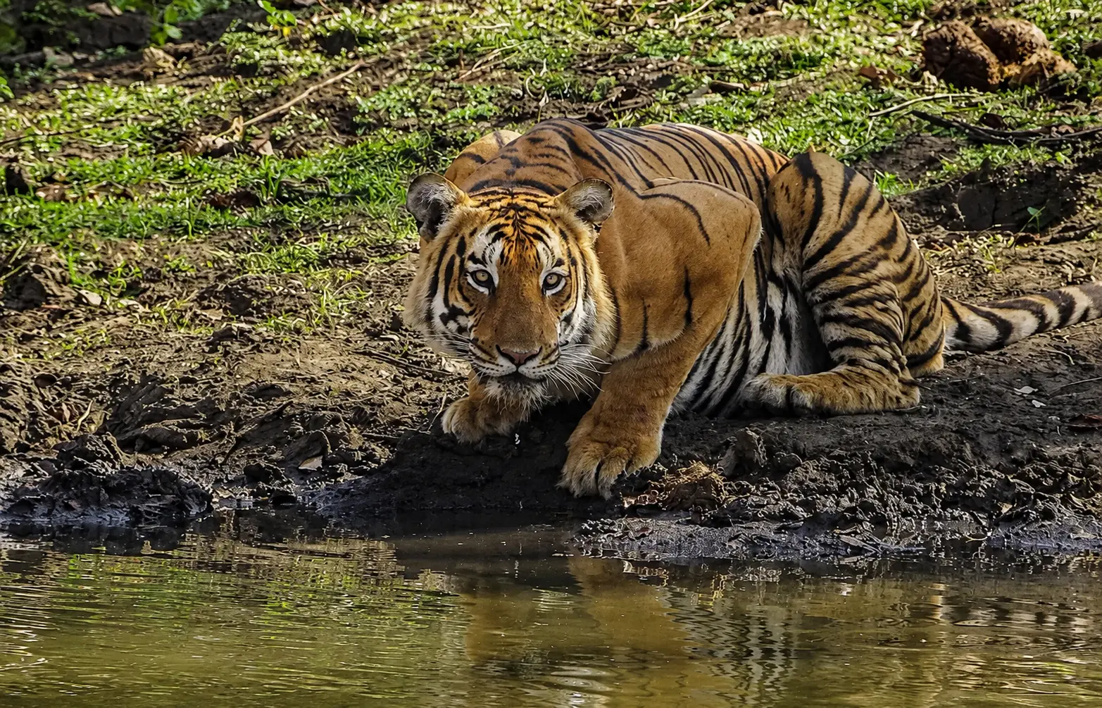 A tiger at the edge of a waterhole in the Mudumalai landscape