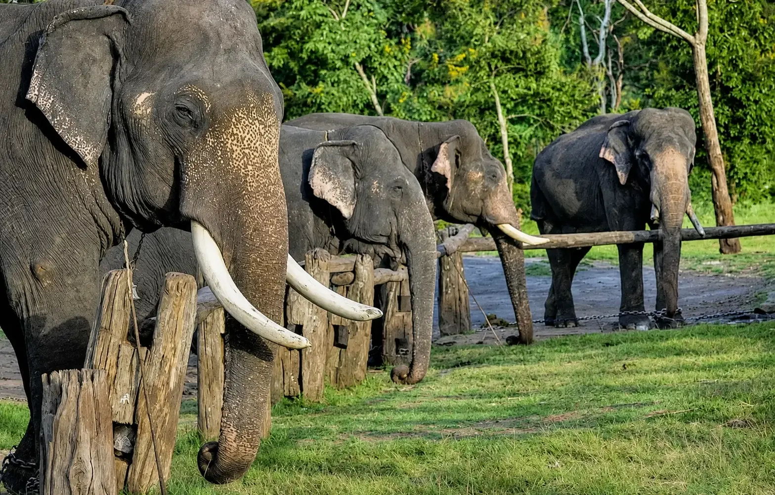 Camp elephants at the feeding rails at Theppakadu